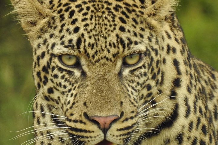 2 Days 1 Night Kruger Safaris from Maputo city - Photo 1 of 6